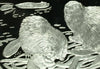 2008 RUSSIA 1kilo kg Silver Coin 100R Wildlife Beaver NGC PF69 Mintage-500